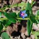 Anagallis foemina (kurzyślad błękitny)