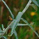 Anaphalis margaritacea (anafalis perłowy)