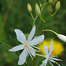 Anthericum ramosum (pajęcznica gałęzista)