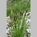 Anthoxanthum alpinum (tomka alpejska)