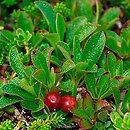 Arctostaphylos alpina (mącznica alpejska)