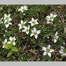 Arenaria tenella (piaskowiec orzęsiony)