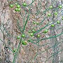 Asparagus (szparag)
