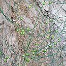 Asparagus officinalis (szparag lekarski)