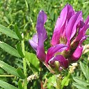 Astragalus onobrychis (traganek długokwiatowy)