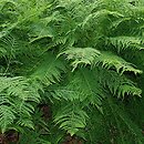 Athyrium distentifolium (wietlica alpejska)