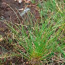 Baeothryon cespitosum (wełnianeczka darniowa)