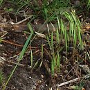 Bromus tectorum (stokłosa dachowa)