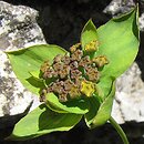Bupleurum ranunculoides (przewiercień jaskrowaty)