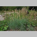 Calamagrostis pseudophragmites (trzcinnik szuwarowy)