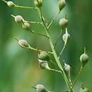Camelina (lnicznik)