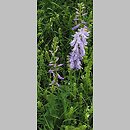 Campanula bononiensis (dzwonek boloński)