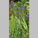 Campanula serrata (dzwonek piłkowany)
