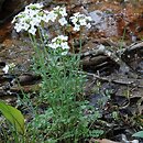 Cardamine dentata (rzeżucha bagienna)
