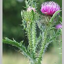 Asteroideae - 