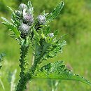 Carduus crispus (oset kędzierzawy)