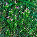 Centaurium littorale (centuria nadbrzeżna)