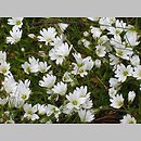 Cerastium cerastoides (rogownica trójszyjkowa)