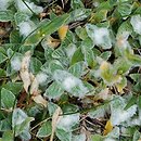 Cerastium eriophorum (rogownica watowata)
