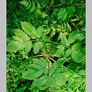 Chaerophyllum aromaticum (świerząbek korzenny)