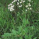 Clematis recta (powojnik prosty)