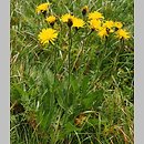 Crepis conyzifolia (pępawa wielkokwiatowa)