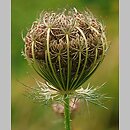 Daucus carota (marchew zwyczajna)