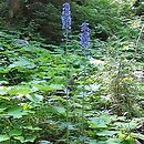 Delphinium elatum (ostróżka wyniosła)