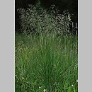 Deschampsia (śmiałek)