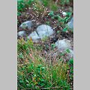 Deschampsia flexuosa (śmiałek pogięty)