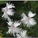 Dianthus plumarius ssp. praecox (goździk postrzępiony wczesny)