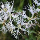 Dianthus superbus ssp. superbus (goździk pyszny)
