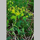 Euphorbia angulata (wilczomlecz kątowy)