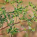 Euphorbia exigua (wilczomlecz drobny)