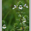 Euphrasia rostkoviana (świetlik łąkowy)