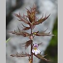Euphrasia salisburgensis (świetlik salzburski)