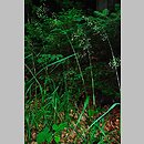Festuca altissima (kostrzewa leśna)