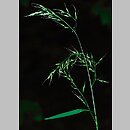 Festuca gigantea (kostrzewa olbrzymia)