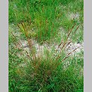 Festuca makutrensis (kostrzewa makutrzańska)