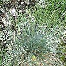 Festuca pallens (kostrzewa blada)