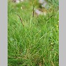 Festuca picta (kostrzewa barwna)