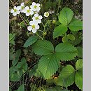 Fragaria moschata (poziomka wysoka)