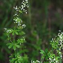 Galium mollugo s.str. (przytulia pospolita s.str.)