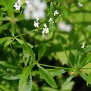 Galium palustre agg. (przytulia błotna  agg.)