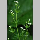 Galium rivale (przytulia lepczyca)