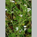 Galium uliginosum (przytulia bagienna)