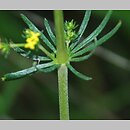 Galium wirtgenii (przytulia Wirtgena)
