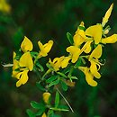 Genista pilosa (janowiec włosisty)