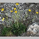 Hieracium bupleuroides (jastrzębiec przewiertniowaty)