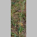 Hieracium echioides (jastrzębiec żmijowcowaty)